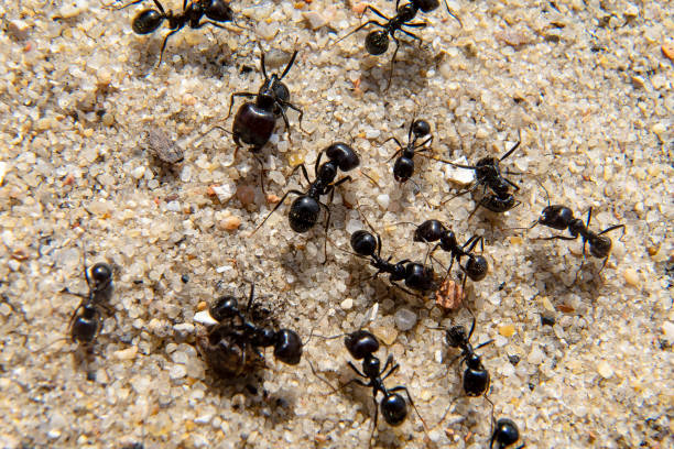 Ants stock photo
