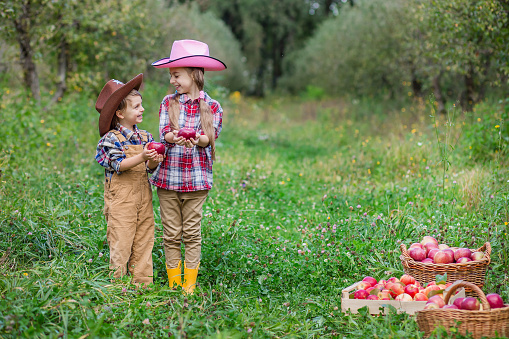 Little girl picking fresh strawberries on an organic strawberry field