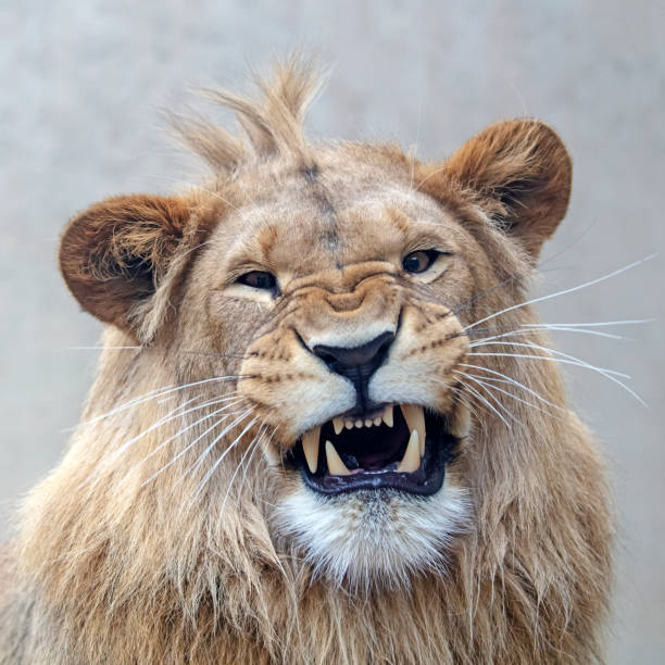 istock A beautiful young male lion portrait view 1180212851
