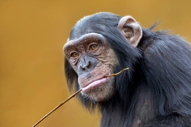 istock A Chimpanzee animal close up 1180212936