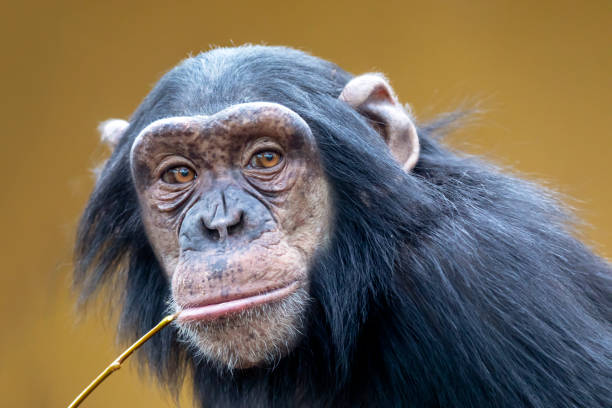 istock A Chimpanzee animal close up 1180212961