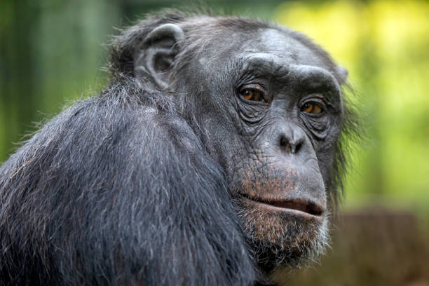 istock A Chimpanzee animal close up 1180212996