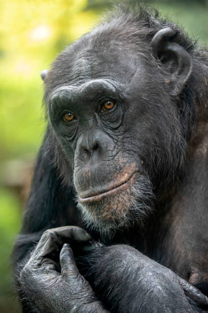 istock A Chimpanzee animal close up 1180213041