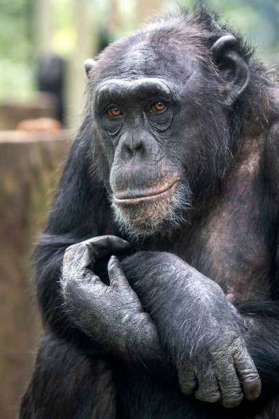 istock A Chimpanzee animal close up 1180213075