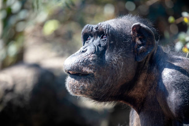 istock A Chimpanzee animal close up 1180213103