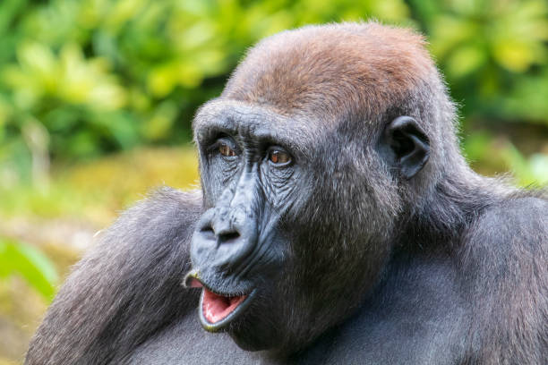 istock A young gorilla portrait in natural habitat 1180213952