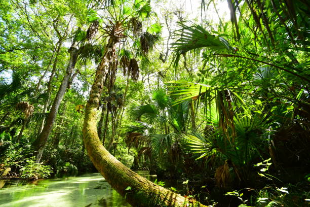 istock Curvy Cabbage palm trunk and trees over clear spring-fed sandy creek 1180213998