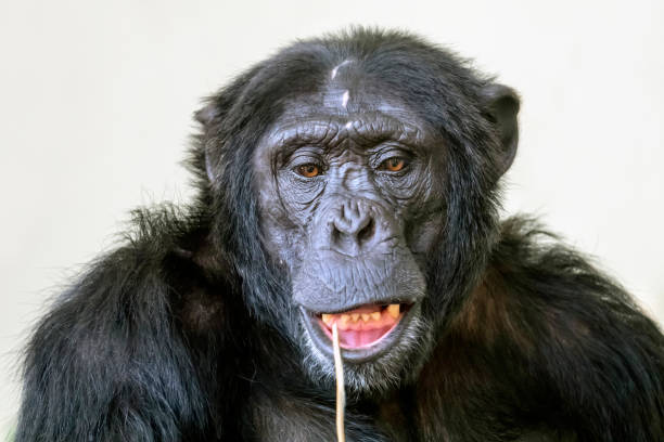 istock Chimpanzee portrait in nature view 1180214004