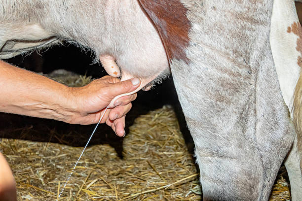 istock Manually Milking of Cows 1180214019