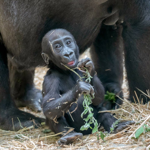 istock cute gorilla baby portrait 1180214065