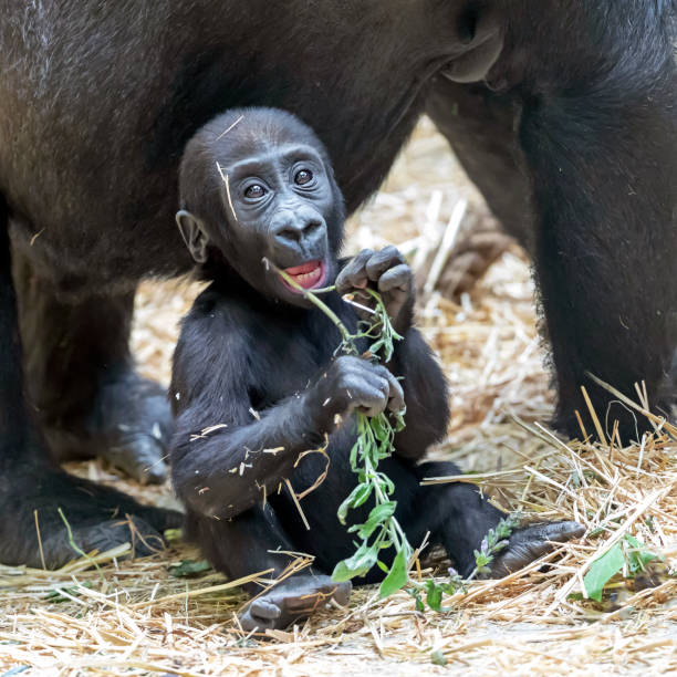 istock cute gorilla baby portrait 1180214075