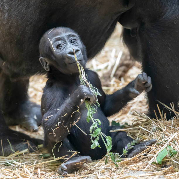 istock cute gorilla baby portrait 1180214084