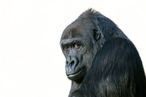 istock gorilla portrait in nature view 1180214205