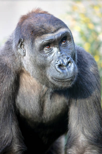 istock gorilla portrait in nature view 1180214231