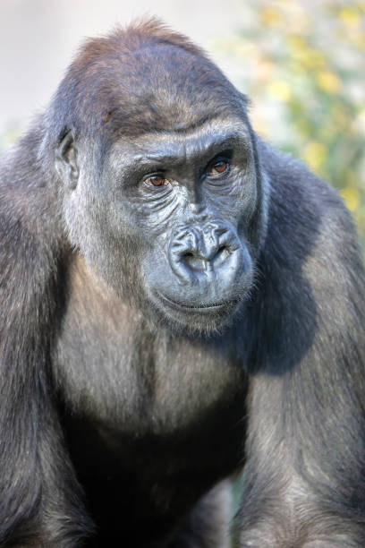 istock gorilla portrait in nature view 1180214266