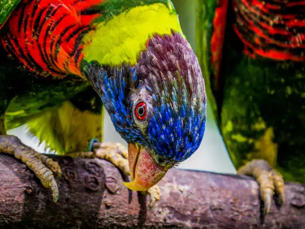 Lories (small to medium-sized arboreal parrots) in Kuala Lumpur Bird Park, Malaysia