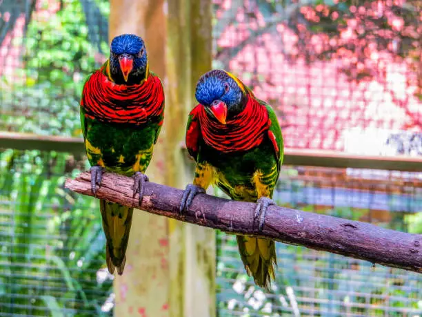Lories (small to medium-sized arboreal parrots) in Kuala Lumpur Bird Park, Malaysia