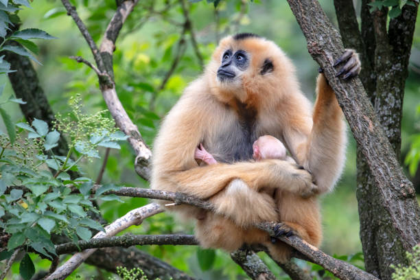 istock Yellow-cheeked gibbon mother view in nature 1180214430