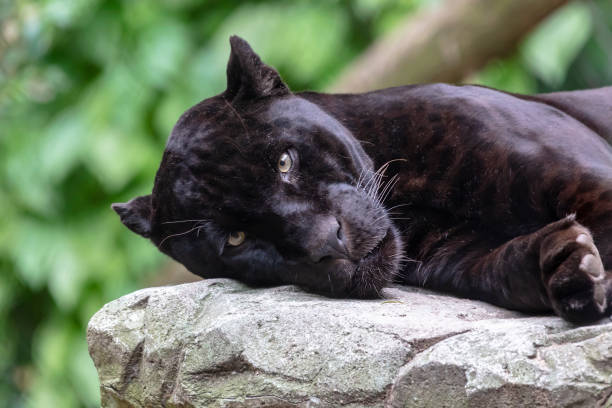 istock Young black jaguar portrait 1180214577
