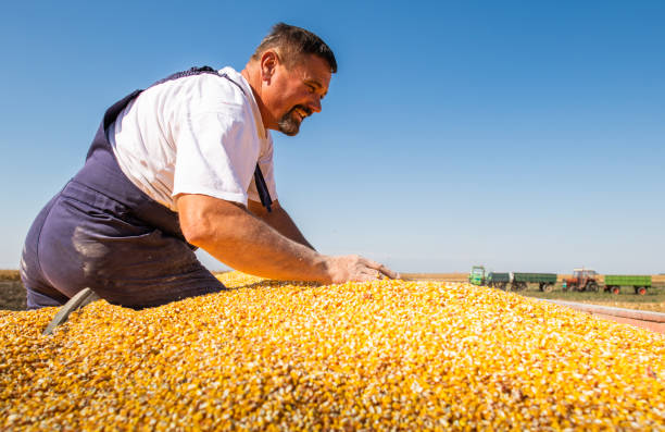 istock heppy farmer after harvest of maize 1180214586
