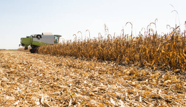 istock combine operator harvesting corn on the fieldin sunny day 1180214713