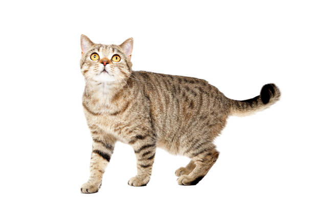 istock Cat Scottish Straight, standing looking up 1180214714