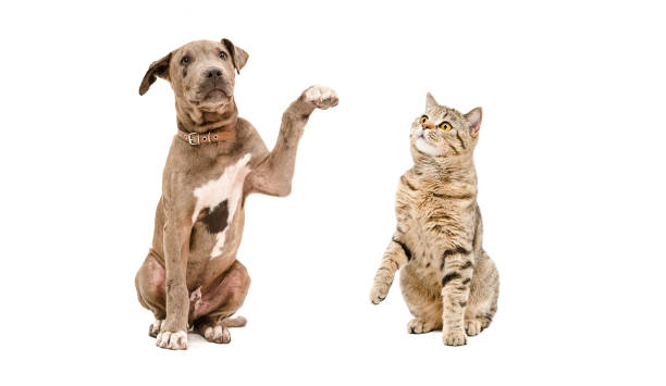 istock Funny puppy pit bull and  cat 1180215249