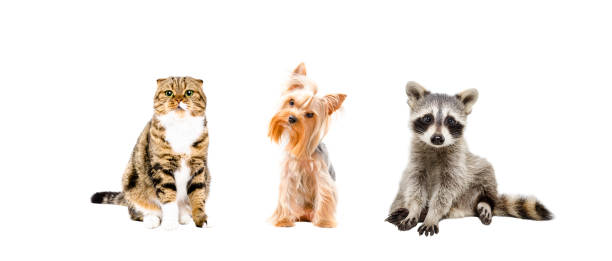 istock Cat, dog and raccoon 1180215252