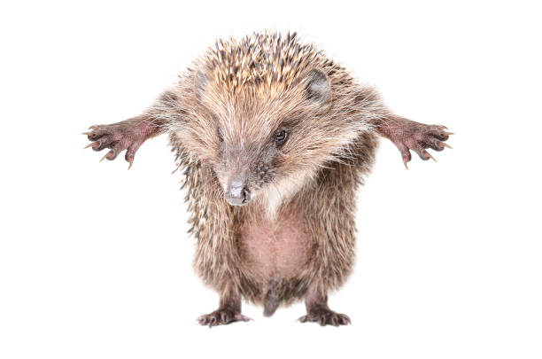 Funny hedgehog standing on hind legs. Isolated on a white background