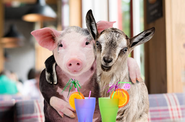 Pig and goat hugging while sitting in a cafe with cocktails Pig and goat hugging while sitting in a cafe with cocktails grunt fish photos stock pictures, royalty-free photos & images