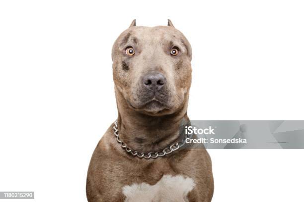Portrait Of A Pitbull Dog Isolated On White Background Stock Photo -  Download Image Now - iStock