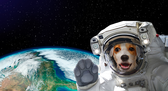 Portrait Of A Pretty Dog Astronaut In Space On Background Of The Globe  Elements Of This Image Furnished By Nasa Stock Photo - Download Image Now -  iStock