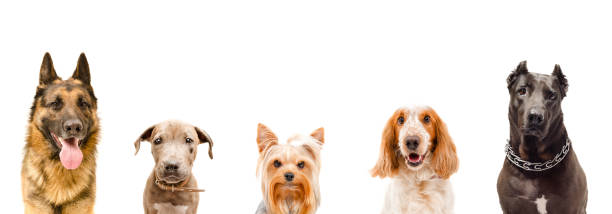 istock Portrait of five dogs, closeup 1180215328