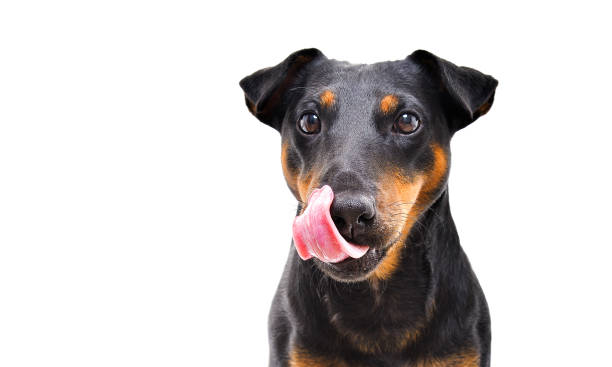 Portrait of funny dog breed Jagdterrier licking tongue isolated on white background stock photo