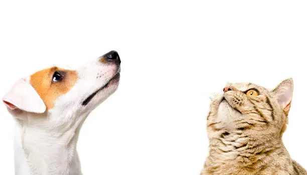 Photo of Portrait of cute dog Jack Russell Terrier and  cat Scottish Straight, side view, looking up, isolated on white background