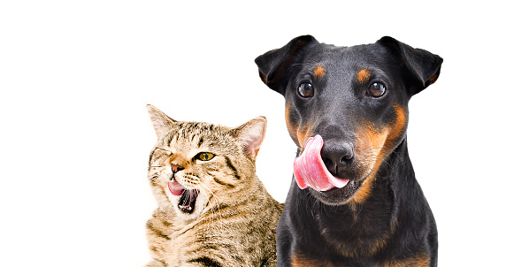 Portrait of funny dog breed Jagdterrier and cheerful cat Scottish Straight licks isolated on white background