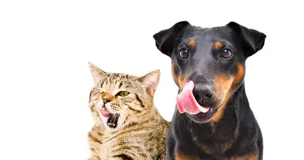 Photo of Portrait of funny dog breed Jagdterrier and cheerful cat Scottish Straight licks isolated on white background