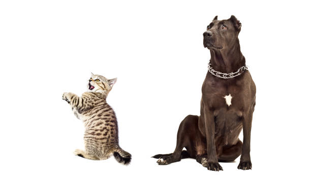 istock Staffordshire Terrier and funny kitten Scottish Straight 1180215393