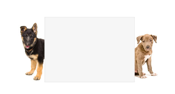 istock Puppies breed pit bull and German shepherd peeking from behind banner 1180215408