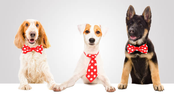 istock Three funny dogs in red ties 1180215426