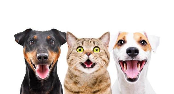 istock Two cute dogs and funny cat isolated on white background 1180215437