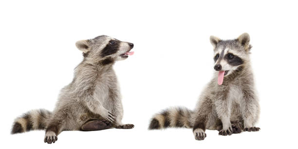 istock Two raccoons showing each other tongue 1180215442