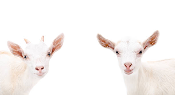 istock Portrait of two cute white goat 1180215443