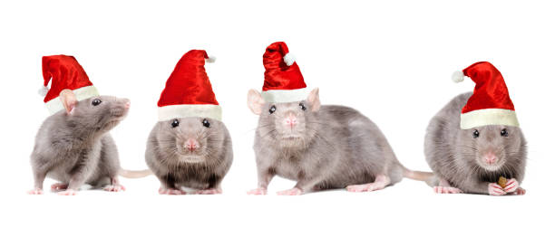 istock Rats in a Christmas caps sitting isolated on white background 1180215491