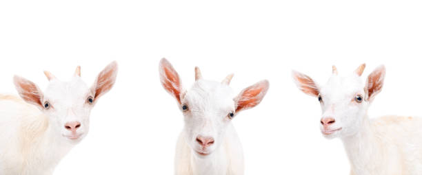 istock Portrait of three goat 1180215500