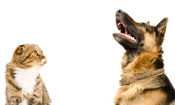 istock Portrait of Scottish Fold cat and German Shepherd dog, looking up 1180215530