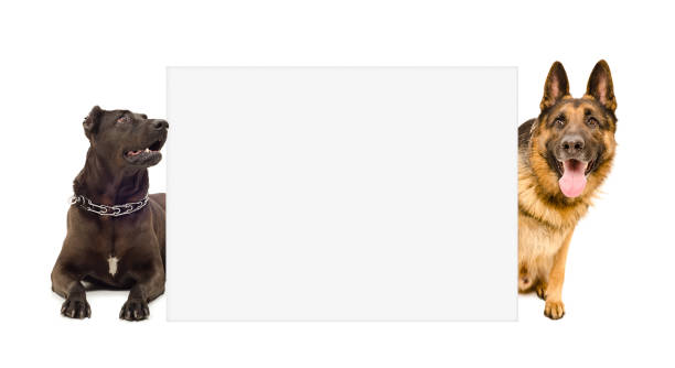 istock Two dogs peeking from behind poster 1180215540