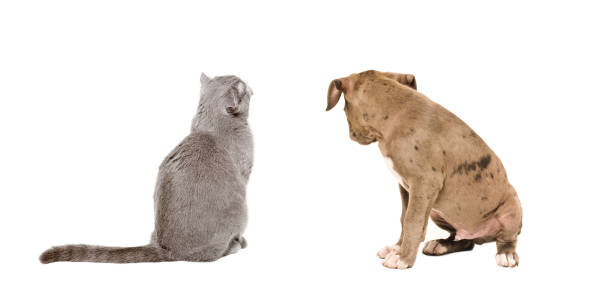 istock Puppy and cat sitting together, back view 1180215541