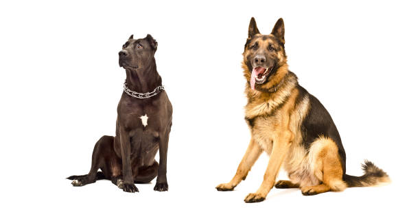 istock Two dogs sitting together isolated on white background 1180215550