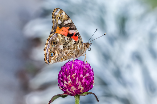 A Belle-Dame butterfly is placed on a gomphrena.